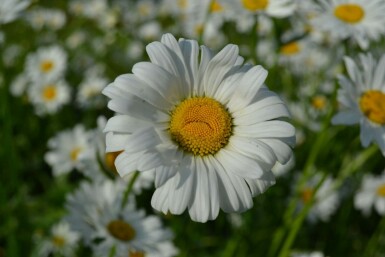 Leucanthemum vulgare 'Maikonigin'