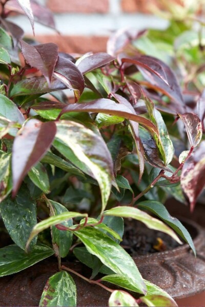 Leucothoe fontanesiana 'Rainbow'