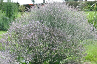 Limonium latifolium