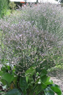 Limonium latifolium