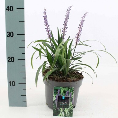 Liriope muscari 'Royal Purple'