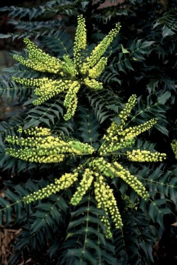 Mahonia × media 'Winter Sun'