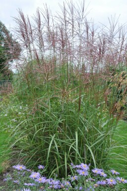 Miscanthus sinensis 'Ferner Osten'