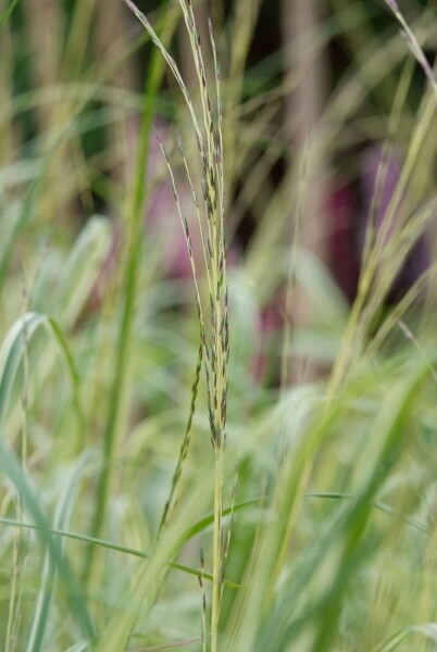 Molinia caerulea 'Moorhexe'