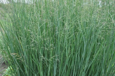 Panicum virgatum 'Heavy Metal'