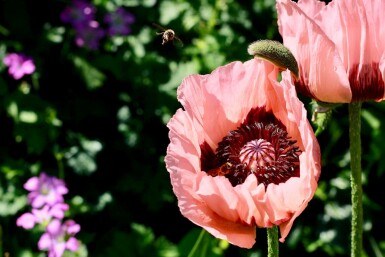 Papaver orientale 'Princess Victoria Louise'