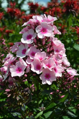 Phlox paniculata 'Bright Eyes'