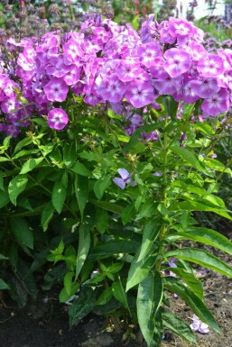 Phlox paniculata 'Laura'