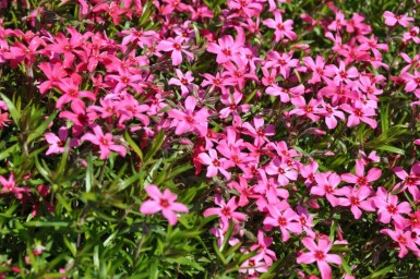 Phlox subulata 'Atropurpurea'