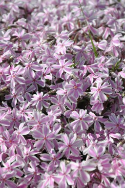 Phlox subulata 'Candy Stripes'