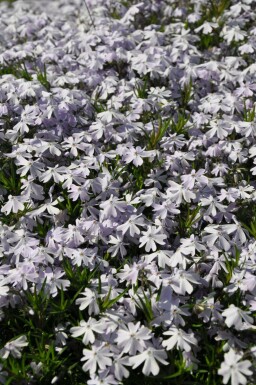 Phlox subulata 'Emerald Cushion Blue'