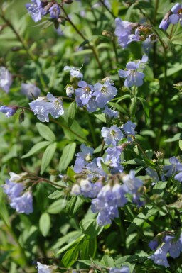 Polemonium reptans 'Blue Pearl'