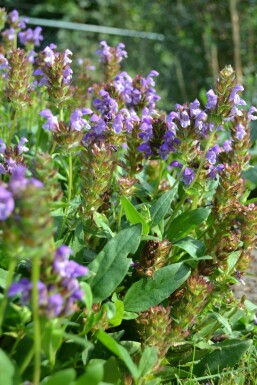 Prunella grandiflora