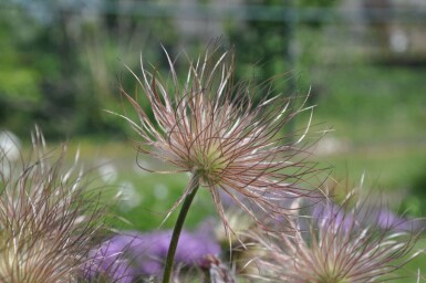 Pulsatilla vulgaris