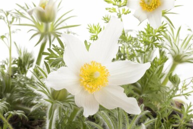 Pulsatilla vulgaris 'Alba'