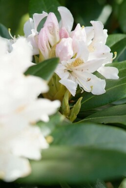 Rhododendron 'Cunningham's White'