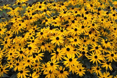 Rudbeckia fulgida 'Goldsturm'