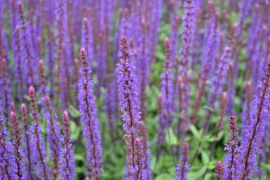 Salvia nemorosa 'Caradonna'