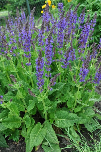 Salvia nemorosa 'Mainacht'