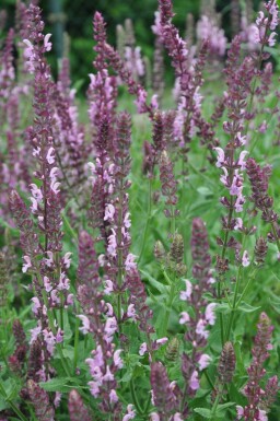 Salvia nemorosa 'Rose Queen'