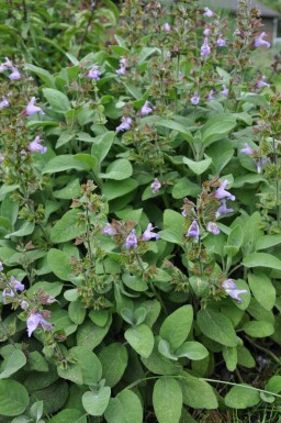 Salvia officinalis 'Berggarten'