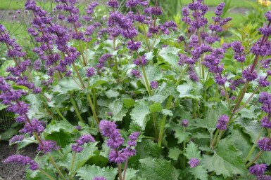 Salvia verticillata 'Purple Rain'