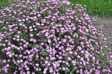 Saponaria ocymoides