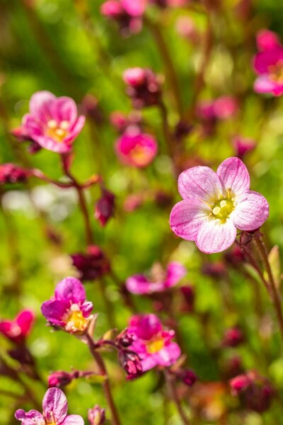 Saxifraga × arendsii 'Blütenteppich'