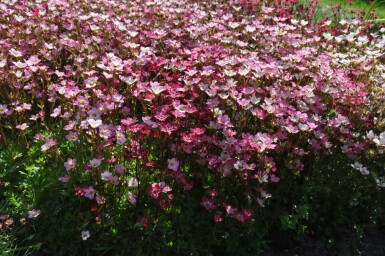 Saxifraga × arendsii 'Purpurteppich'