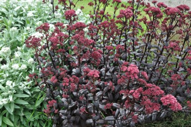 Sedum 'Purple Emperor'