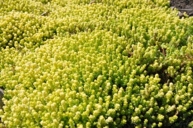 Sedum acre 'Yellow Queen'