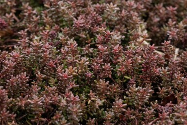 Sedum album 'Murale'