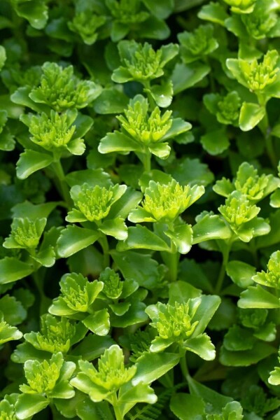 Sedum floriferum