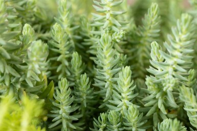 Sedum reflexum