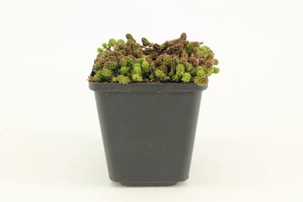 Sedum sexangulare