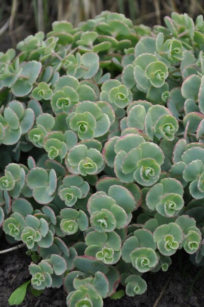 Sedum sieboldii