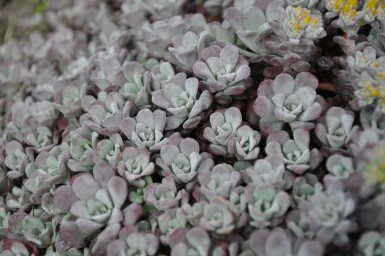 Sedum spathulifolium 'Purpureum'