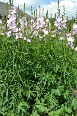 Sidalcea 'Elsie Heugh'