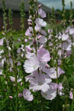 Sidalcea 'Elsie Heugh'