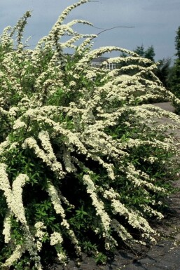 Spiraea × cinerea 'Grefsheim'