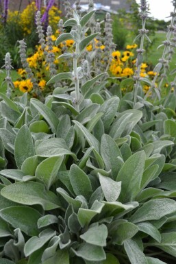 Stachys byzantina