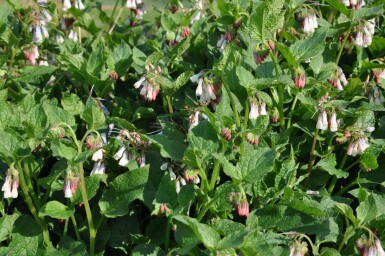 Symphytum grandiflorum