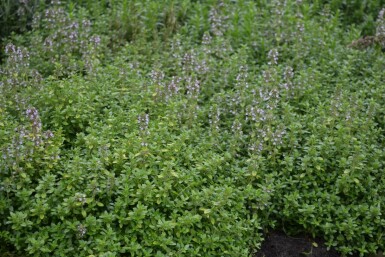 Thymus × citriodorus 'Bertram Anderson'