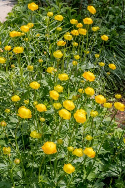 Trollius europaeus