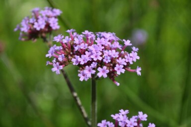 Verbena bonariensis