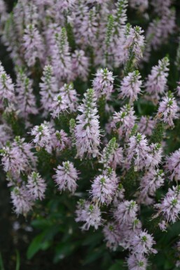 Veronica spicata 'Inspire Pink'