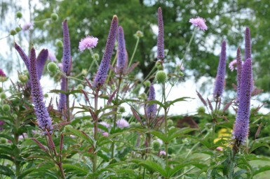 Veronicastrum sibiricum 'Red Arrows'