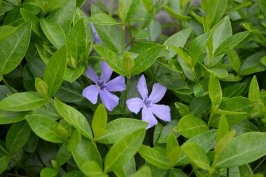 Vinca minor