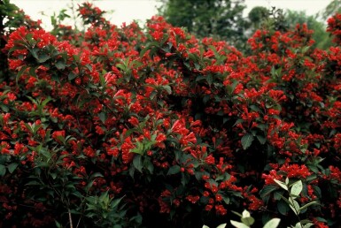 Weigela 'Red Prince'