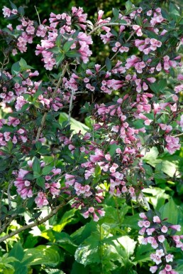 Weigela florida 'Foliis Purpureis'